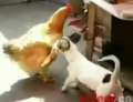 Un căţel plictisit vrea să violeze o găină (VIDEO)